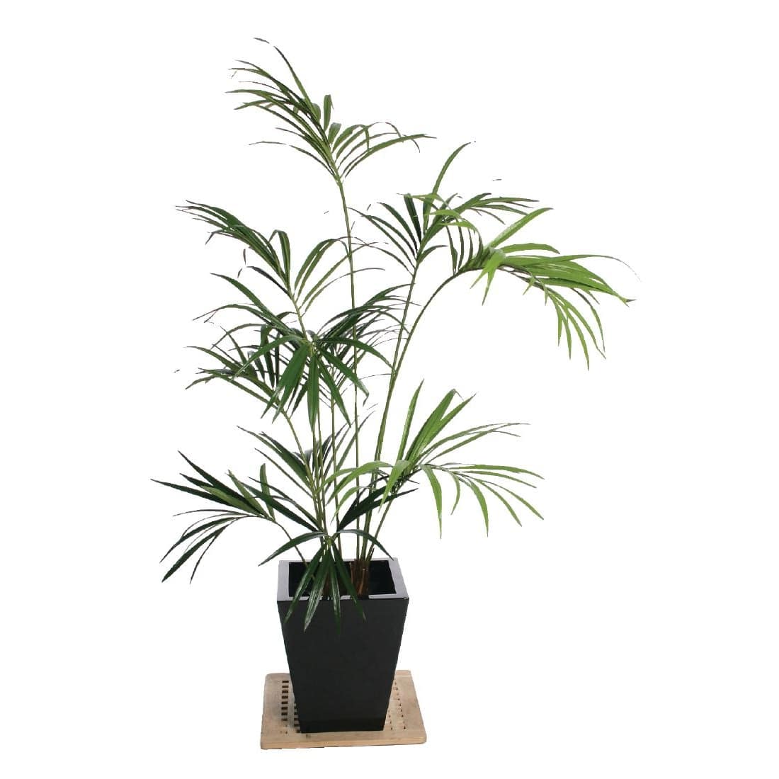 Kentia Palm 1500mm